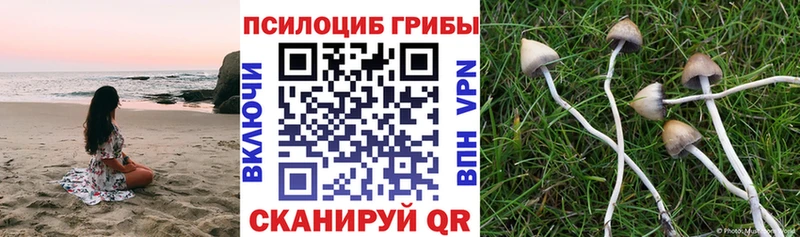 мега ССЫЛКА  что такое   Краснодар  Галлюциногенные грибы Cubensis 